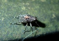 Sphinctotropis paviei