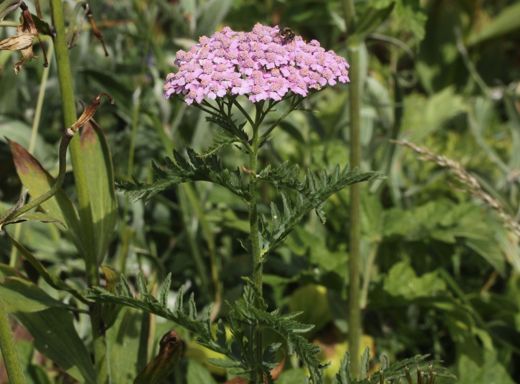 Achillea distans — a medium houseplant, prefers full sun light