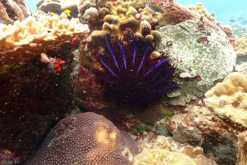 Long-spined Crown-of-Thorns (Acanthaster planci)