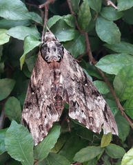 Psilogramma discistriga