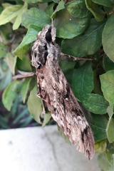 Psilogramma discistriga