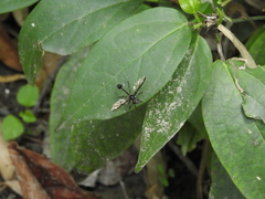 Salpingogaster