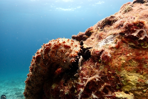 Graeffe's Sea Cucumber (Pearsonothuria graeffei)