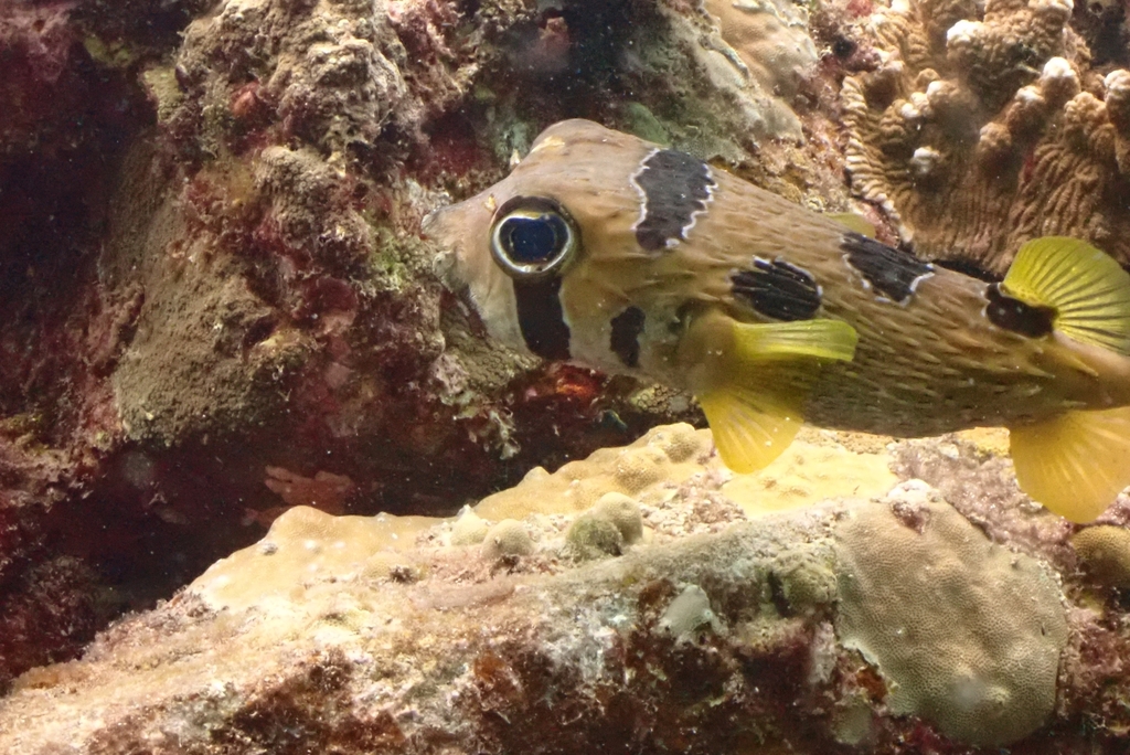 Blackblotched Porcupinefish (Diodon liturosus) — recorded at Siam Bay