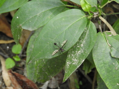 Salpingogaster
