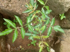 Azadirachta indica image