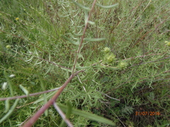 Aldama linearis