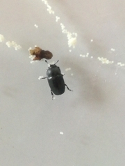 Brassicogethes aeneus