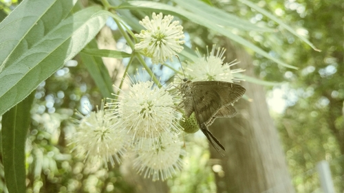 Image of Mexican Buttonbush (Cephalanthus salicifolius) by (c) Liliana Ramírez-Freire, some rights reserved (CC BY)