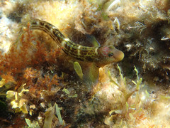 Microlipophrys canevae