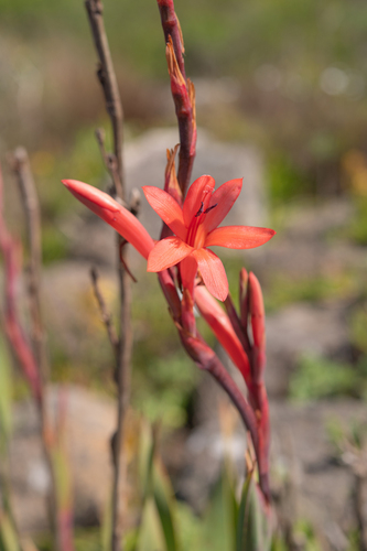 Saldanha Watsonia (Watsonia hysterantha)