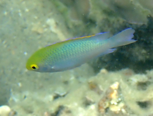 Goldhead damsel (Pomacentrus aurifrons) — Pomacentridae — 5