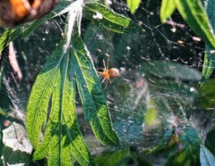 Anelosimus studiosus