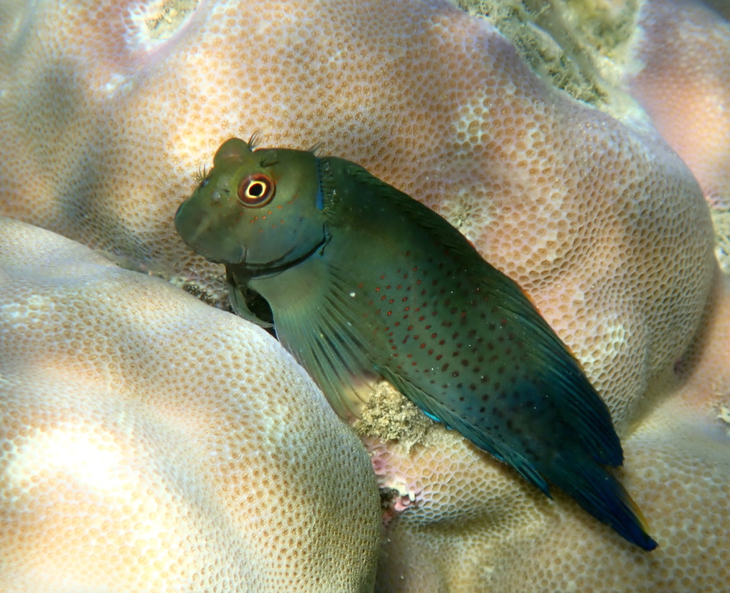 Lady Musgrave Blenny
