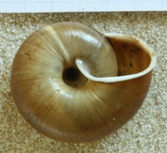 Campylaea illyrica