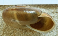 Campylaea illyrica