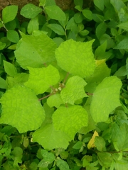 Triumfetta pentandra