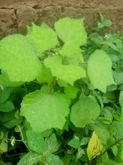 Triumfetta pentandra