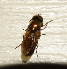 Chloromyia formosa