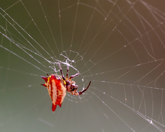 Gasteracantha frontata