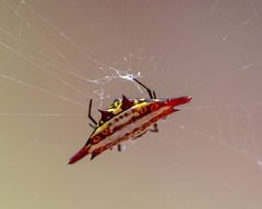 Gasteracantha frontata