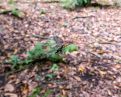 Gasteracantha frontata