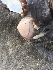 Tellinoidea