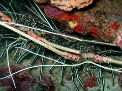 Panulirus versicolor