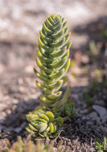 Crassula tomentosa
