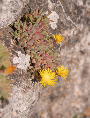 Cheiridopsis rostrata