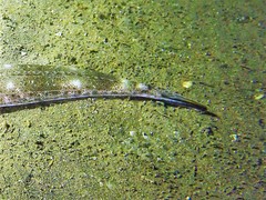 Platycephalus westraliae