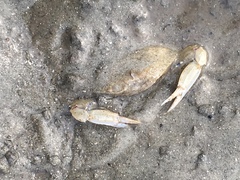Callinectes similis
