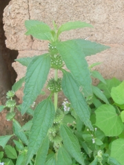 Leucas martinicensis