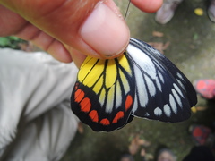 Delias hyparete luzonensis