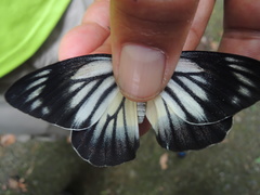 Delias hyparete luzonensis