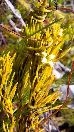 Image of Adenanthos terminalis by no rights reserved