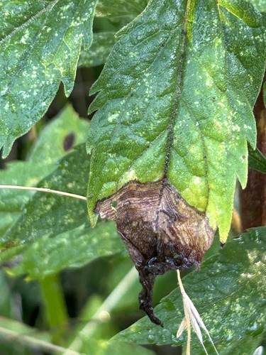 Scarce Hemp-agrimony Fly