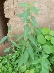 Leucas martinicensis