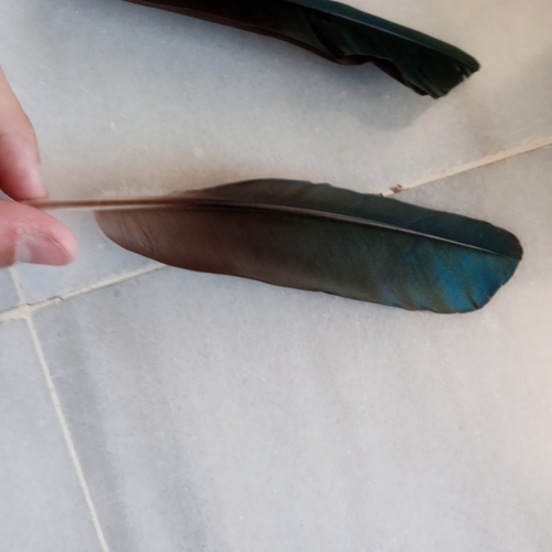 Plume de Ibis falcinelle