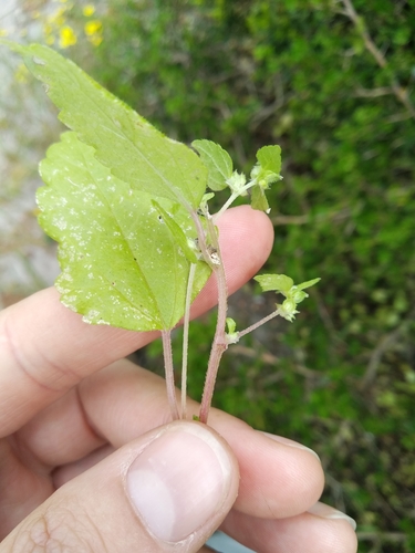 Cape Nettle (Didymodoxa capensis)