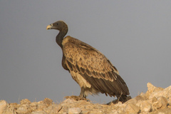 Indian Vulture photo 1