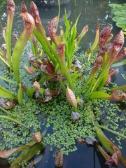 Sarraceniaceae