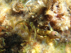 Microlipophrys canevae