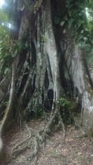 Ficus costaricana
