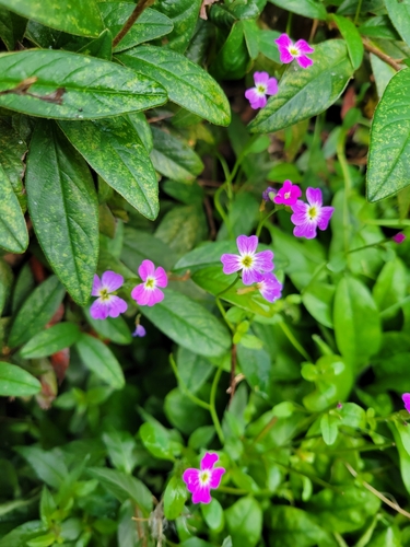 Image of Malcolmia maritima by (c) Fiona Chan-Cary, some rights reserved (CC BY)