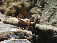 Leiocephalus personatus