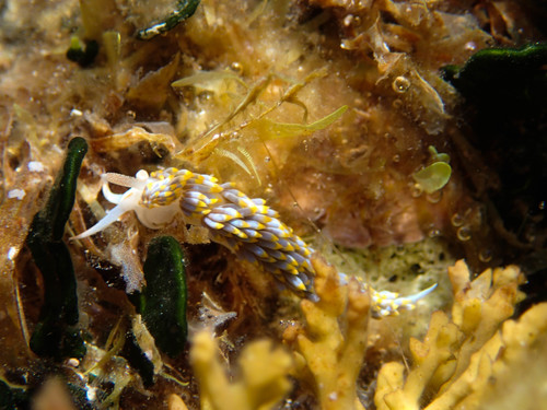 Berghia coerulescens