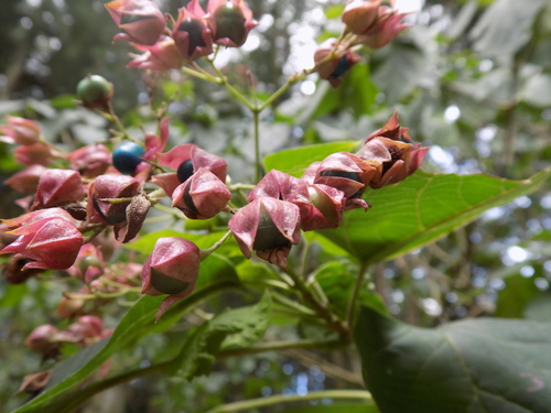 Clerodendrum trichotomum iNat (2)