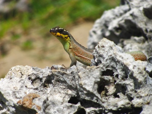 Haitian Curlytail Lizard