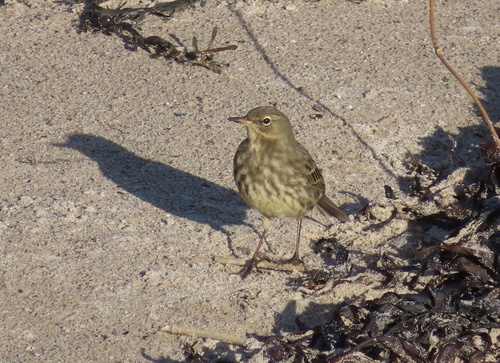 Bisbita costero (Anthus petrosus)